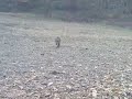 BOAR-DIVIAK-VADDISZNO