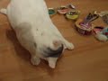 django.wmv