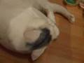 django.wmv