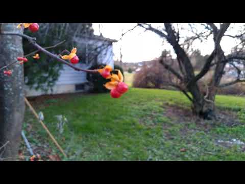 Asus Zenfone 4 Pro Sample video 2