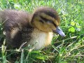 Dinger the Duckling Dinger the Duckling