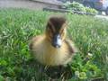 Dinger the Duckling