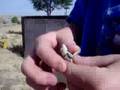 Field Herping Pueblo Prarie/Plateu Lizard