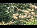 2008.08.27.AIZU.SUSUKI