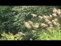 2008.08.27.AIZU.SUSUKI