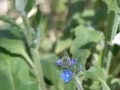 Koolwitje op bloem