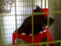 Cats meowing