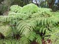 E Malama I Ka Aina - Cherish the Land (Native Reforestation)