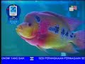 Click here to watch this video Galeri Aqua - Flower Horn  Blood Parrot (3/3)
