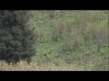 Black Bear hunt suprise Grizzly