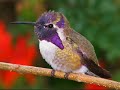 Humming Birds of the Americas Humming Birds of the Americas
