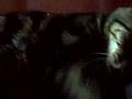 My Angry Cat