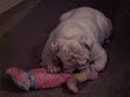 Bubbie my English Bulldog