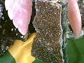 DUAS CACATUAS E UMA ARARA EM QUARTZO ROSA