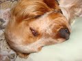 rino cocker spaniel