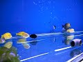 Poissons Chirurgien