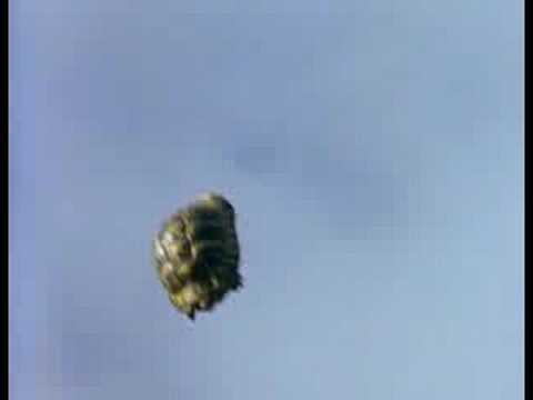 Flying Turtles