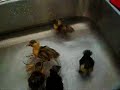 Ducklings first Swim