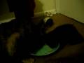 kittehs