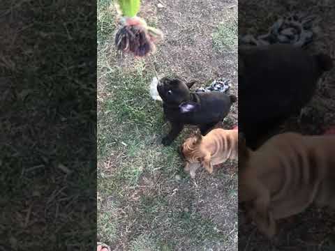 Two brothers playing with a toy in the backyard with me in the morning while its still cool outside