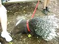 African Crested Porcupine in Albuquerque