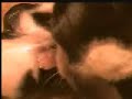 Boston Terrier Whelping Birth Puppies!