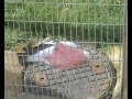 Flamingoland, includes Kumali