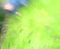 Radgie Video!