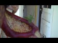Took another quick video of this Katydid on the lip of death on our beautiful Nepenthes Miranda pitcher plant. It was totally macking down on the nectar at the lip of the pitcher, so I took a bit more video of it. It eventually lucked out and walked away from its near death.