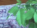 Mimosa pudica - TickleMe Plant