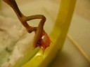 Praying Mantis Fishing for Goldfish