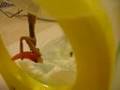 Praying Mantis Fishing for Goldfish