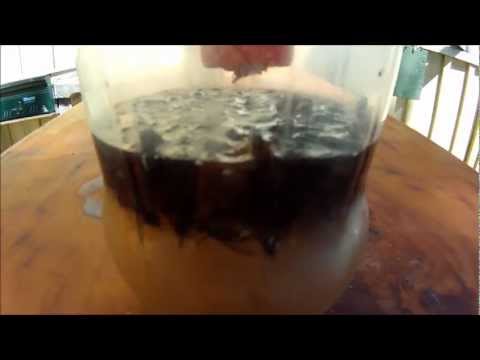 how to eliminate house flies