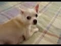 My Dog sining..