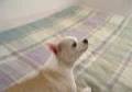 My Dog sining..