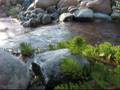VALLEY-STREAM