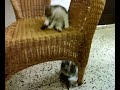 ma come mi diverto...