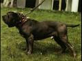 cachorro de duas cabeças