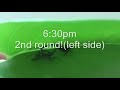 Fighting spider - mating in the air Fighting spider - mating in the air