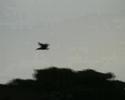 the flying of the Hamerkop the flying of the Hamerkop