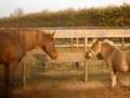 Badir & Missy