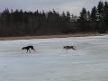 Dogs On Ice