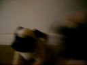 Webkinz puggy wuggy