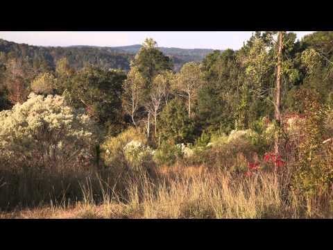 Timber investment and hunting with a view