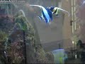 Two Moorish Idols