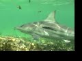 Walkers Cay Shark Snorkel Walkers Cay Shark Snorkel