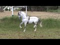 Alcala Caballo Iberoamericano
