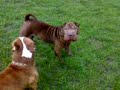 Staff & Shar Pei