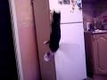 Индиана Джонс Кот | Indiana Jones Cat