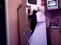 Кот Индиана Джонс